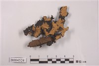 藏品(黃類斑葉衣)的圖片